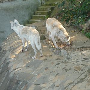 Tundra wolves
