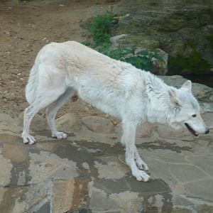 Tundra wolf