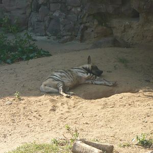 Striped hyena