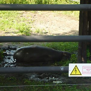 Pygmy hippo