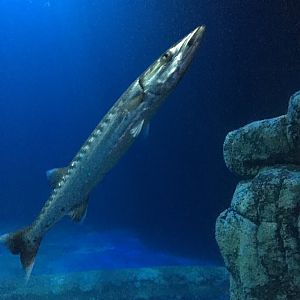 Barracuda