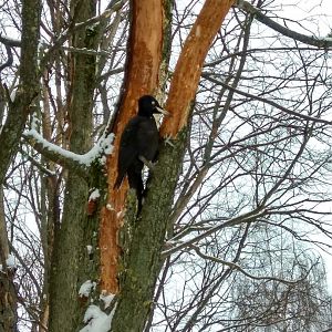Black woodpecker