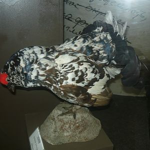 Black grouse, aberrant color morph