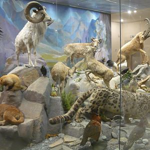 Mountain ecosystems exhibit