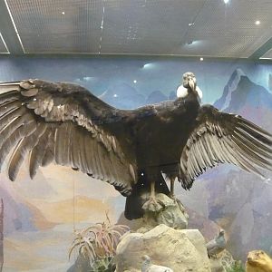 Andean condor