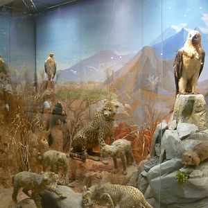 African savannah exhibit