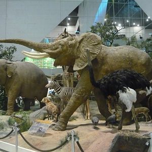 Various large animals