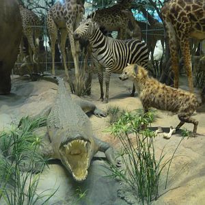 Nile crocodile, spotted hyena and zebra