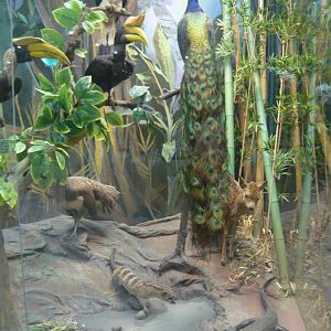 Animals of the Indomalayan realm