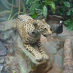 Jaguar