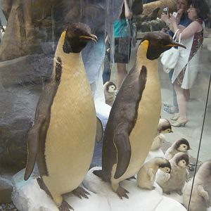 Emperor penguins