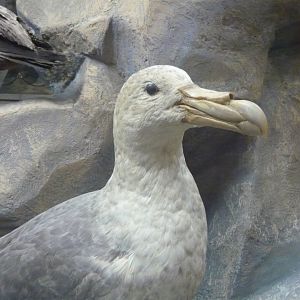 Giant fulmar