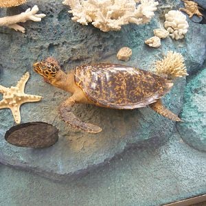 Hawksbill turtle