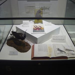 "The stages of nature cognition" exhibition, 1st floor