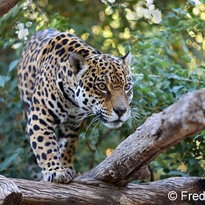 female jaguar in the trees