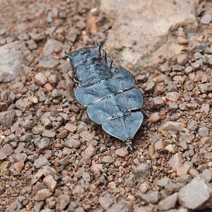 Trilobite Beetle - Danum Valley, Sabah, Borneo