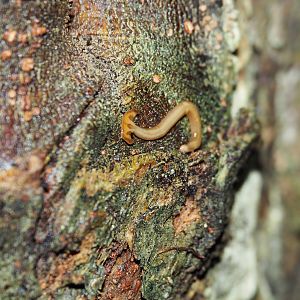 Hammerhead Flatworm - Danum Valley, Sabah, Borneo