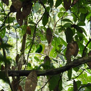 Green Broadbill - Danum Valley, Sabah, Borneo