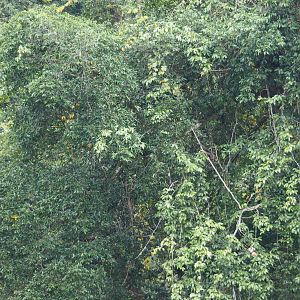 Bornean Gibbon - Danum Valley, Sabah, Borneo