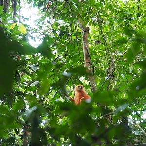 Red Leaf Monkey - Danum Valley, Sabah, Borneo