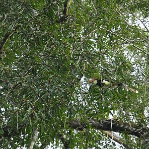 Helmeted Hornbill - Danum Valley, Sabah, Borneo