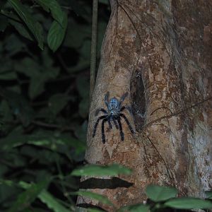 Tarantula - Danum Valley, Sabah, Borneo