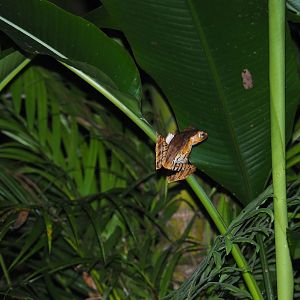 File-eared Tree Frog - Danum Valley, Sabah, Borneo