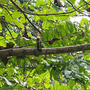 Banded Broadbill - Danum Valley, Sabah, Borneo