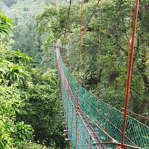 Canopy Walkway - Danum Valley, Sabah, Borneo