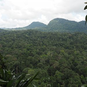 Bornean Rainforest - Danum Valley, Sabah, Borneo