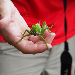 Katydid - Danum Valley, Sabah, Borneo