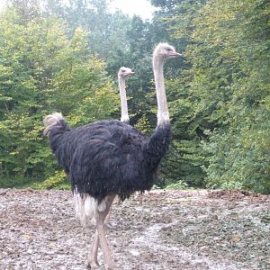 New African plain - Parc animalier de Bouillon