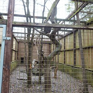 Mandrill - Parc animalier de Bouillon