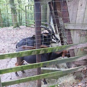 Sable antelope - Parc animalier de Bouillon
