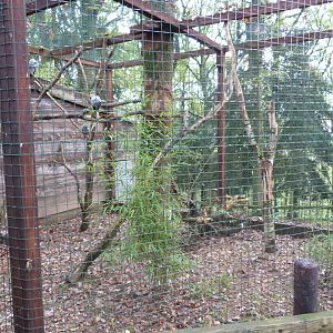 African grey parrots - Parc animalier de Bouillon