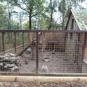 Baboons - Parc animalier de Bouillon