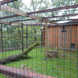 Abyssinian Ground Hornbill - Parc animalier de Bouillon