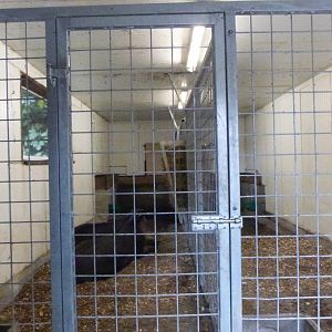 South american tapir - Parc animalier de Bouillon