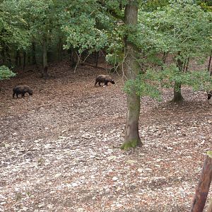 Mishmi takin - Parc animalier de Bouillon