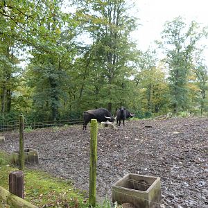 buffalo paddock - Parc animalier de Bouillon