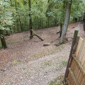 Spotted hyenas - Parc animalier de Bouillon