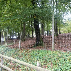 Alpaca - Parc animalier de Bouillon