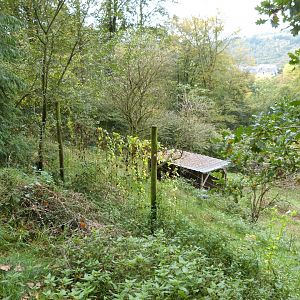 Grey wolf - Parc animalier de Bouillon