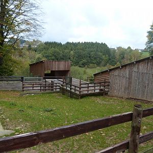 South american tapir - Parc animalier de Bouillon
