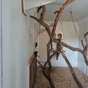 Marmoset - Parc animalier de Bouillon