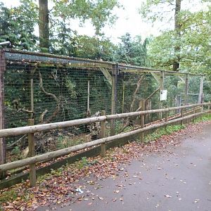 European wild cat - Parc animalier de Bouillon