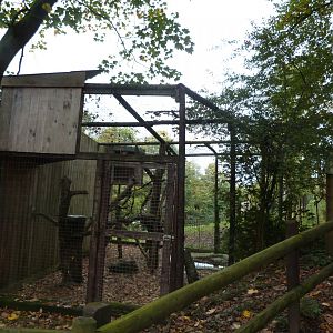 Tawny Owl - Parc animalier de Bouillon
