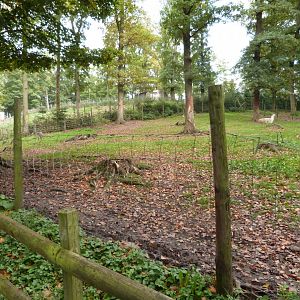Camel and lama - Parc animalier de Bouillon