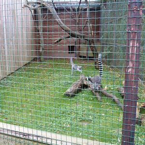Lemur catta - Parc animalier de Bouilon