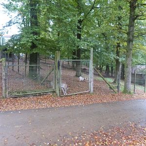 Mesopotamian fallow deer - Parc animalier de Bouillon